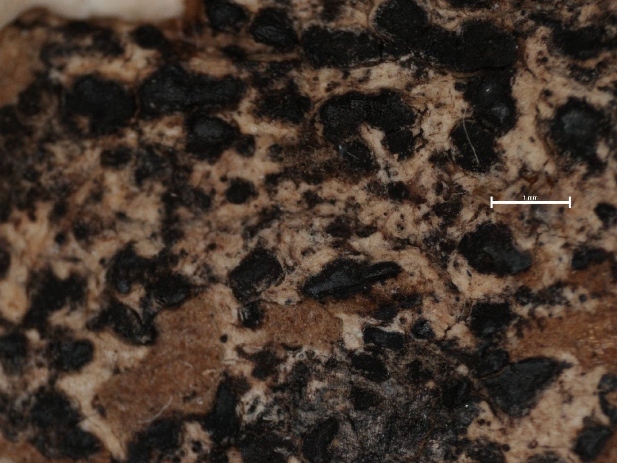 Arthonia meizomorpha image