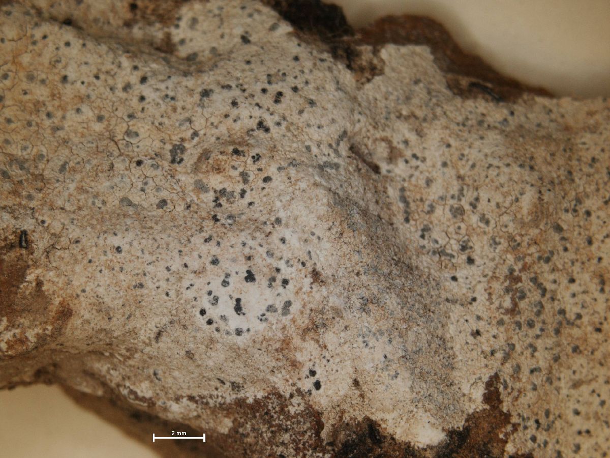 Arthonia meridionalis image