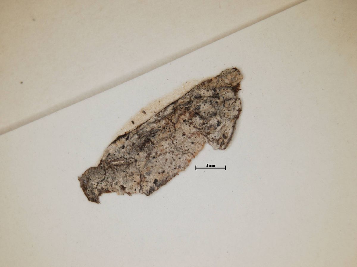 Arthonia miserula image