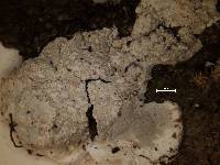 Arthonia montagnei image