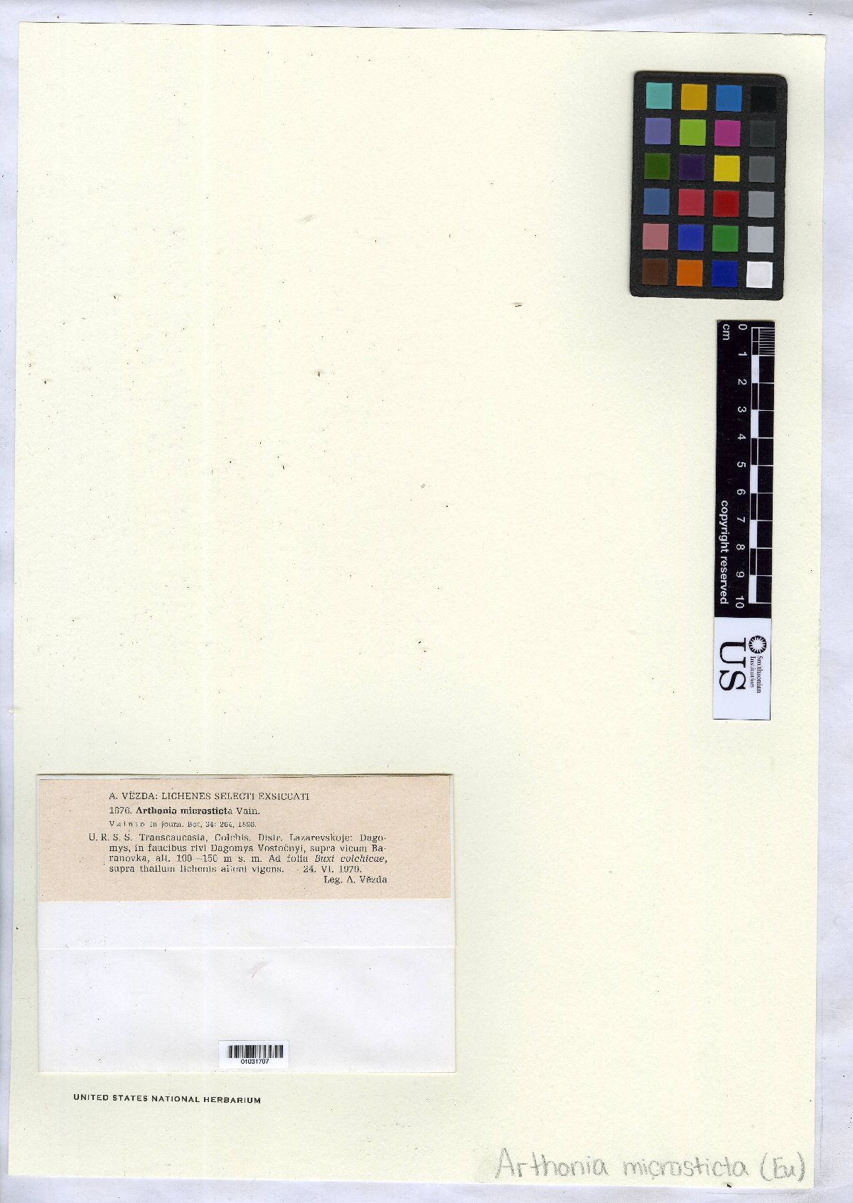 Arthonia microsticta image