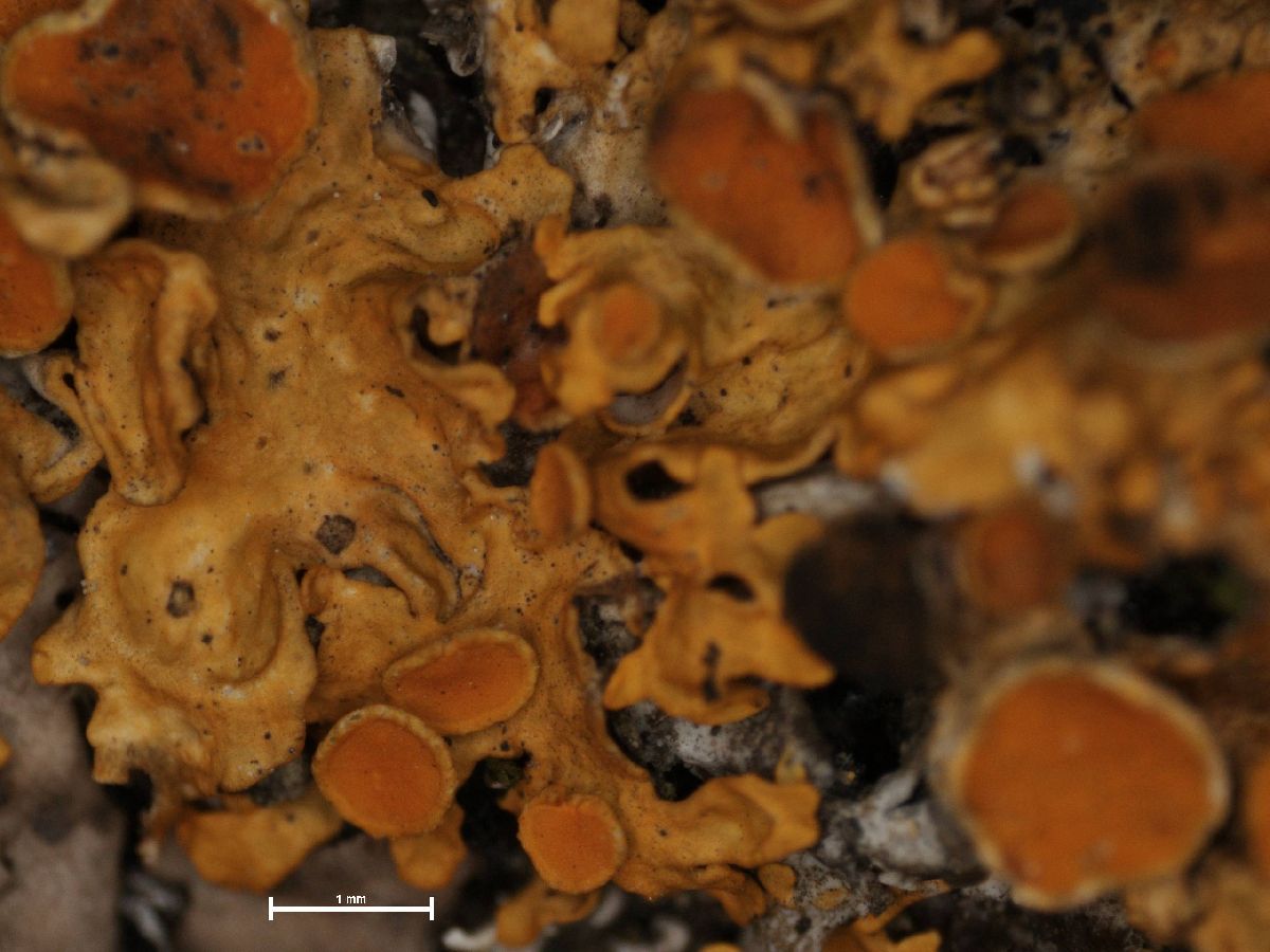Arthonia molendoi image