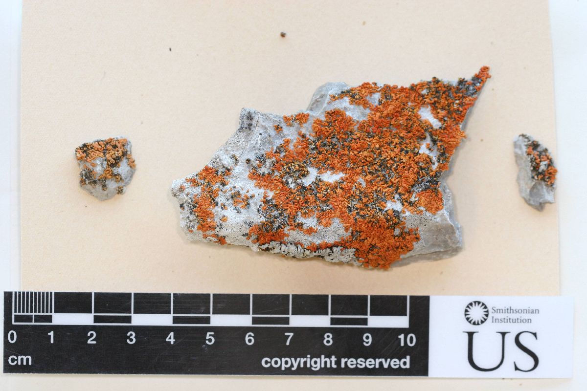 Arthonia molendoi image