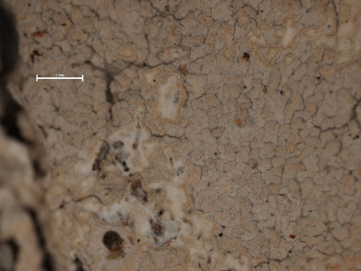 Arthonia montagnei image