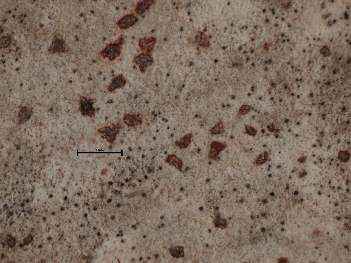Arthonia ochrocincta image