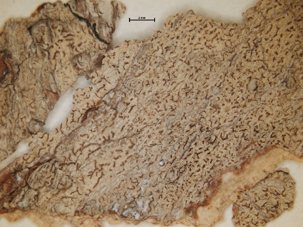 Arthonia ochropallens image