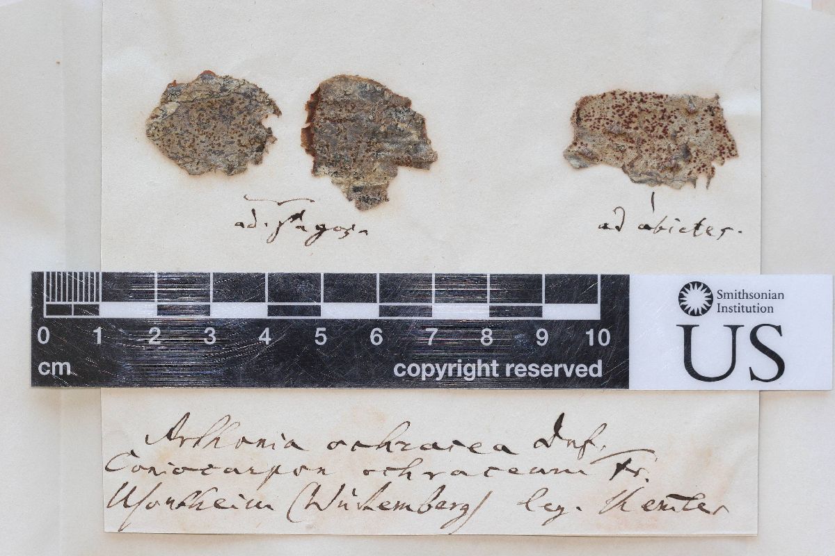 Arthonia ochracea image