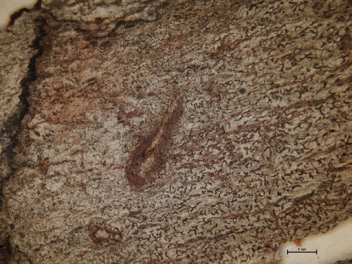 Arthonia oxytera image