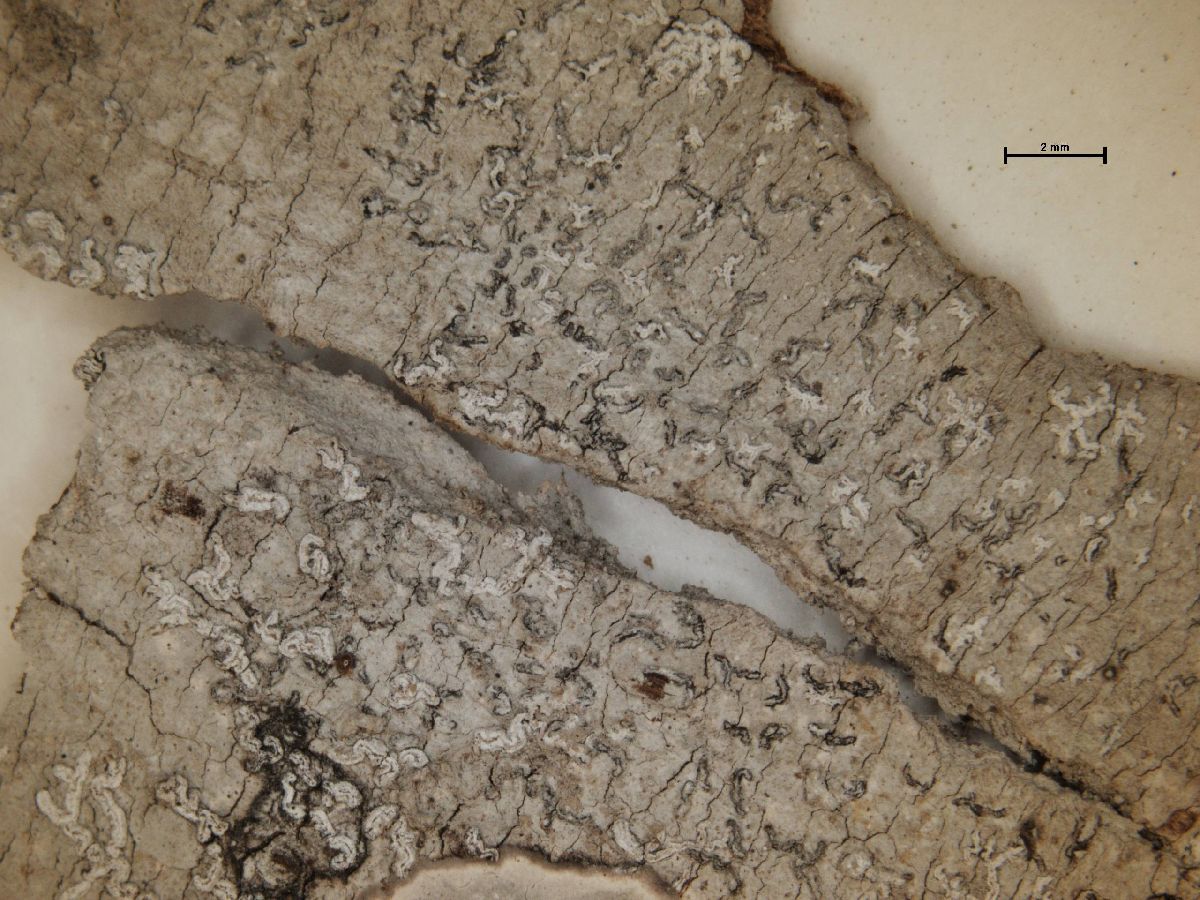Arthonia ochrolutea image