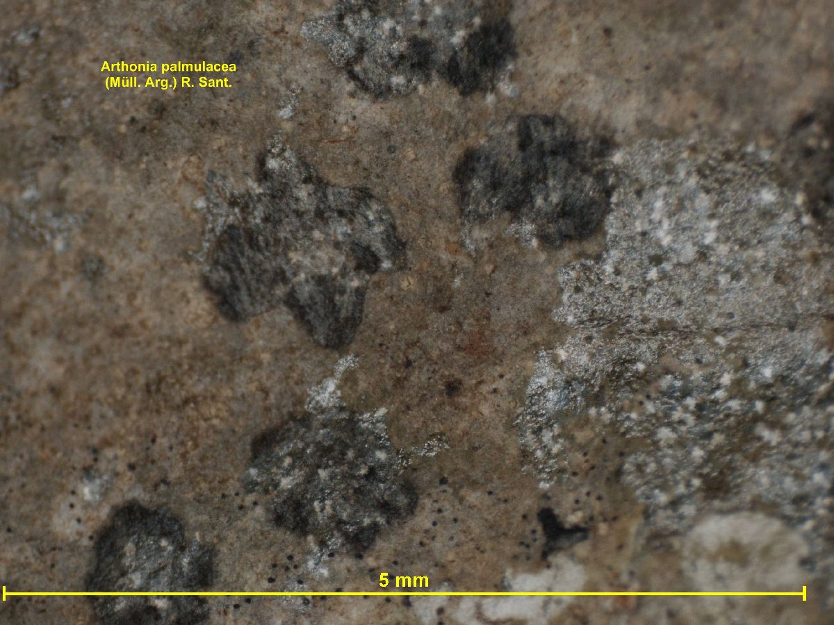 Arthonia palmulacea image