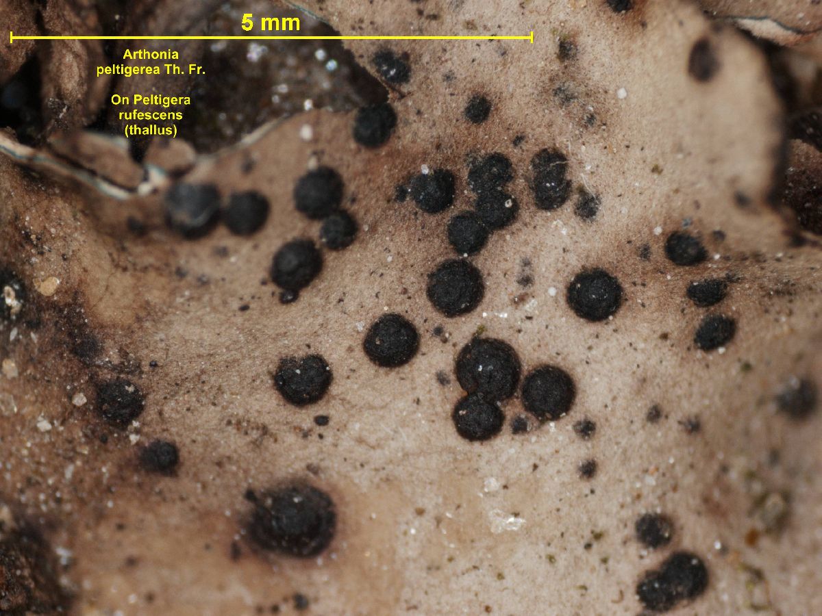 Arthonia peltigerea image