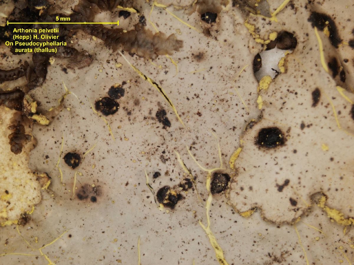 Arthonia pelveti image