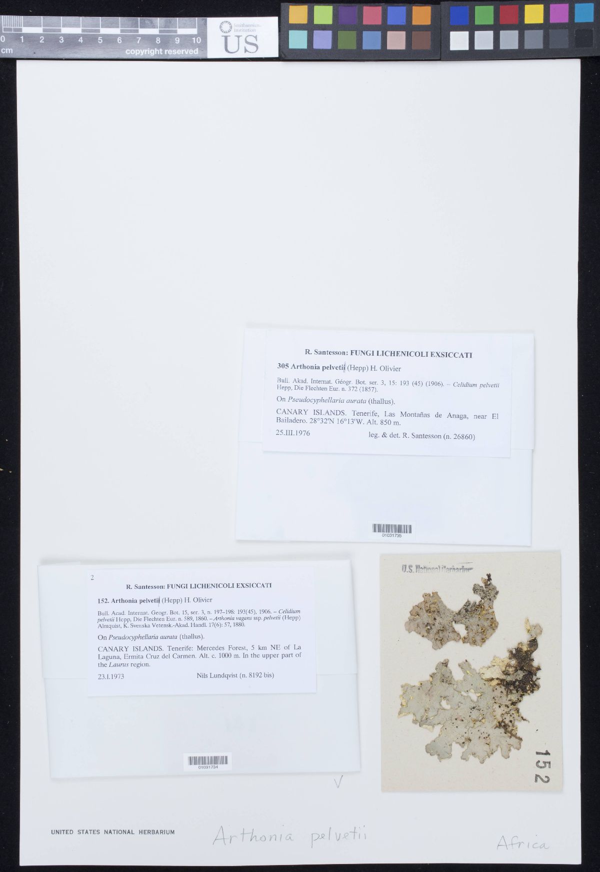 Arthonia pelveti image