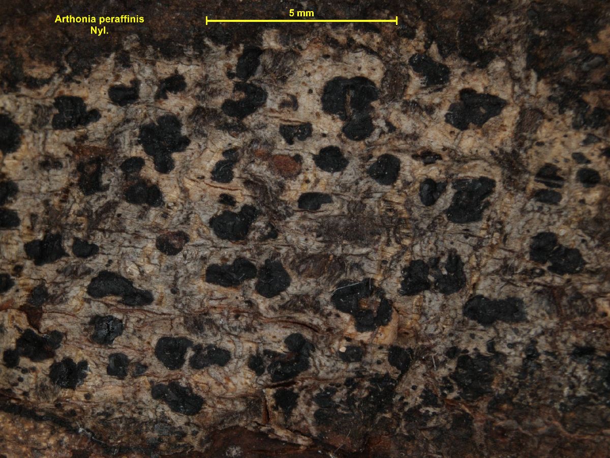 Arthonia peraffinis image