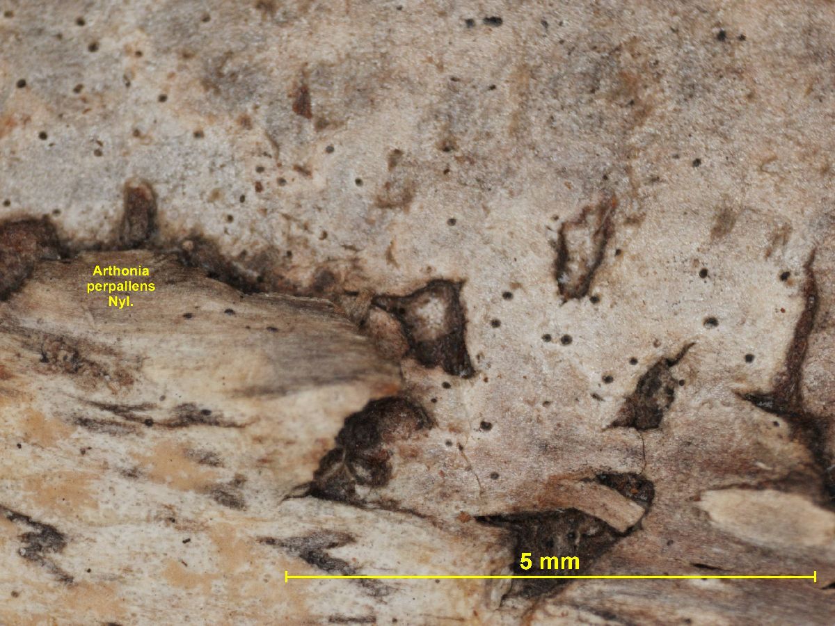 Arthonia perpallens image