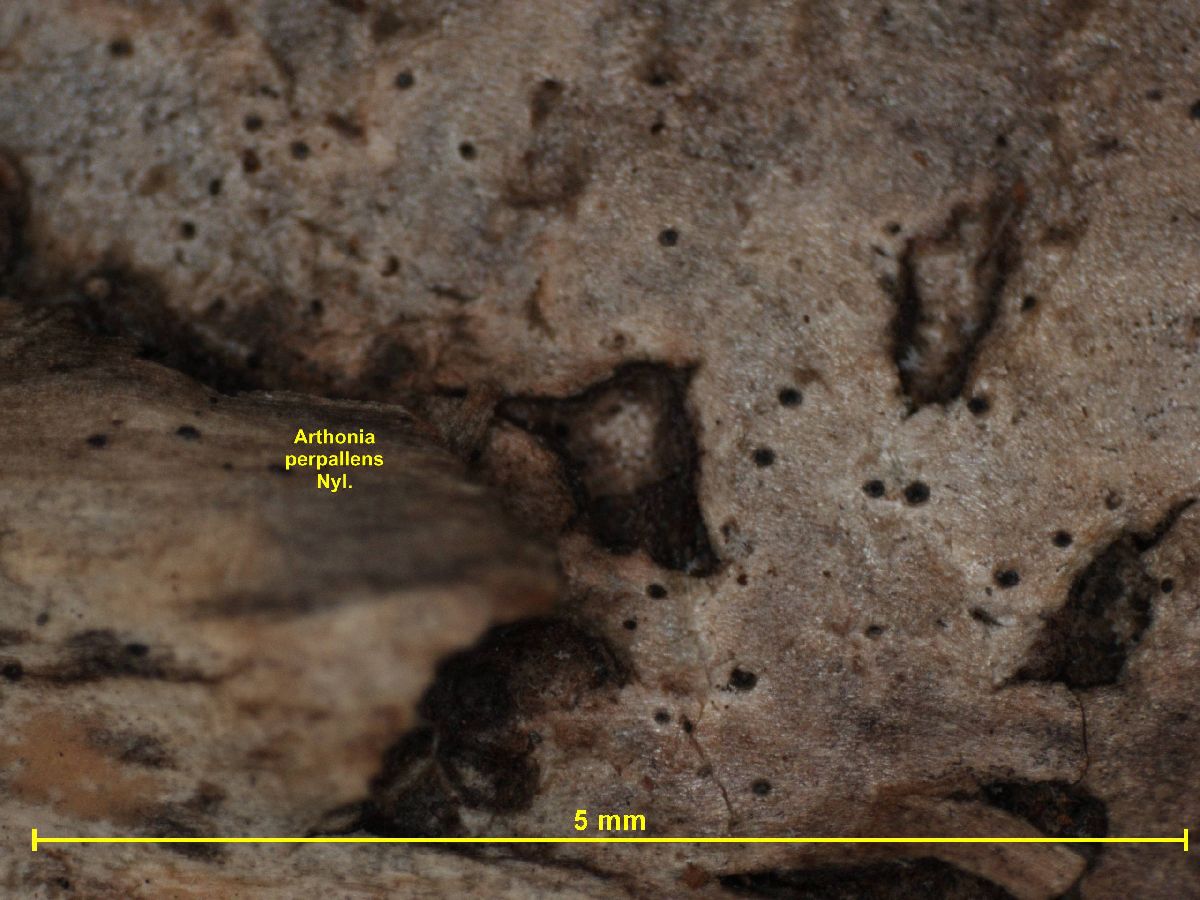 Arthonia perpallens image