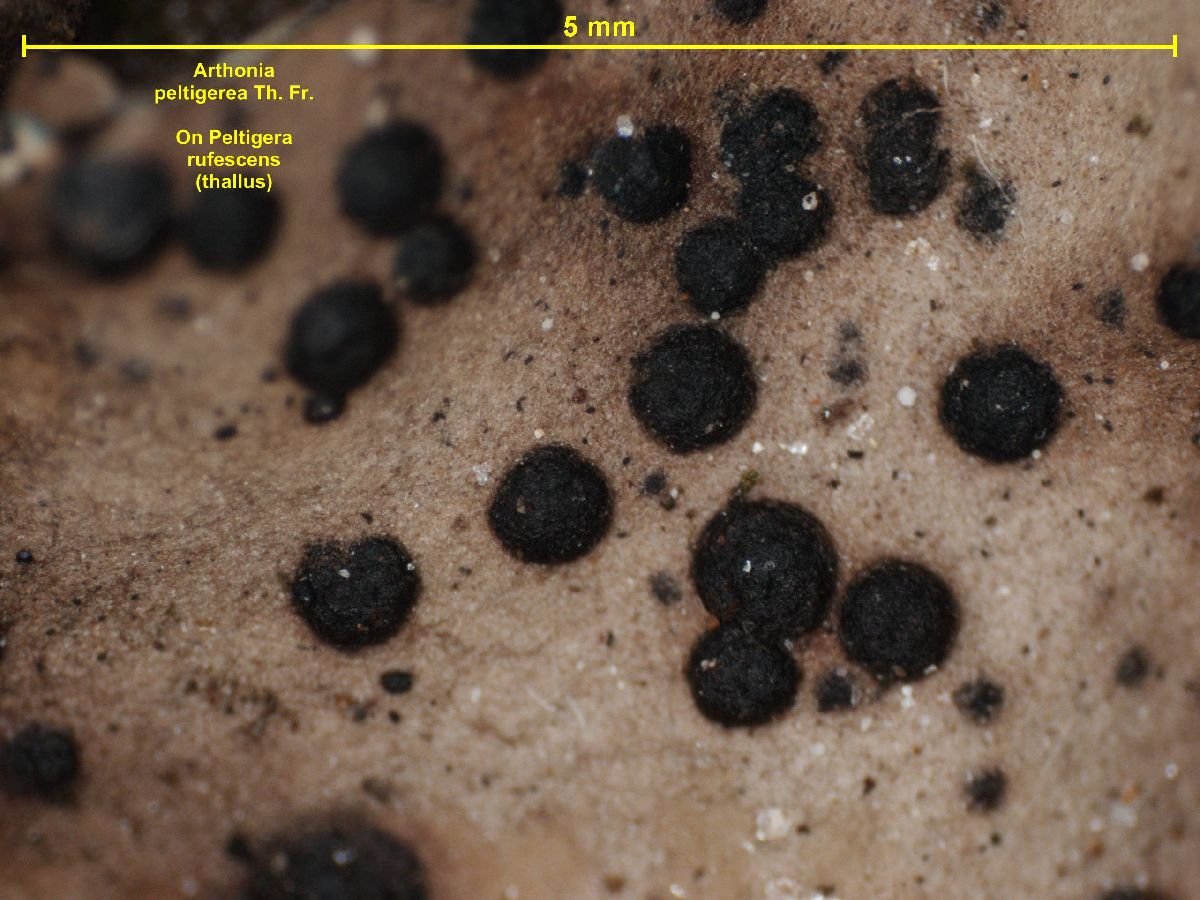 Arthonia peltigerea image