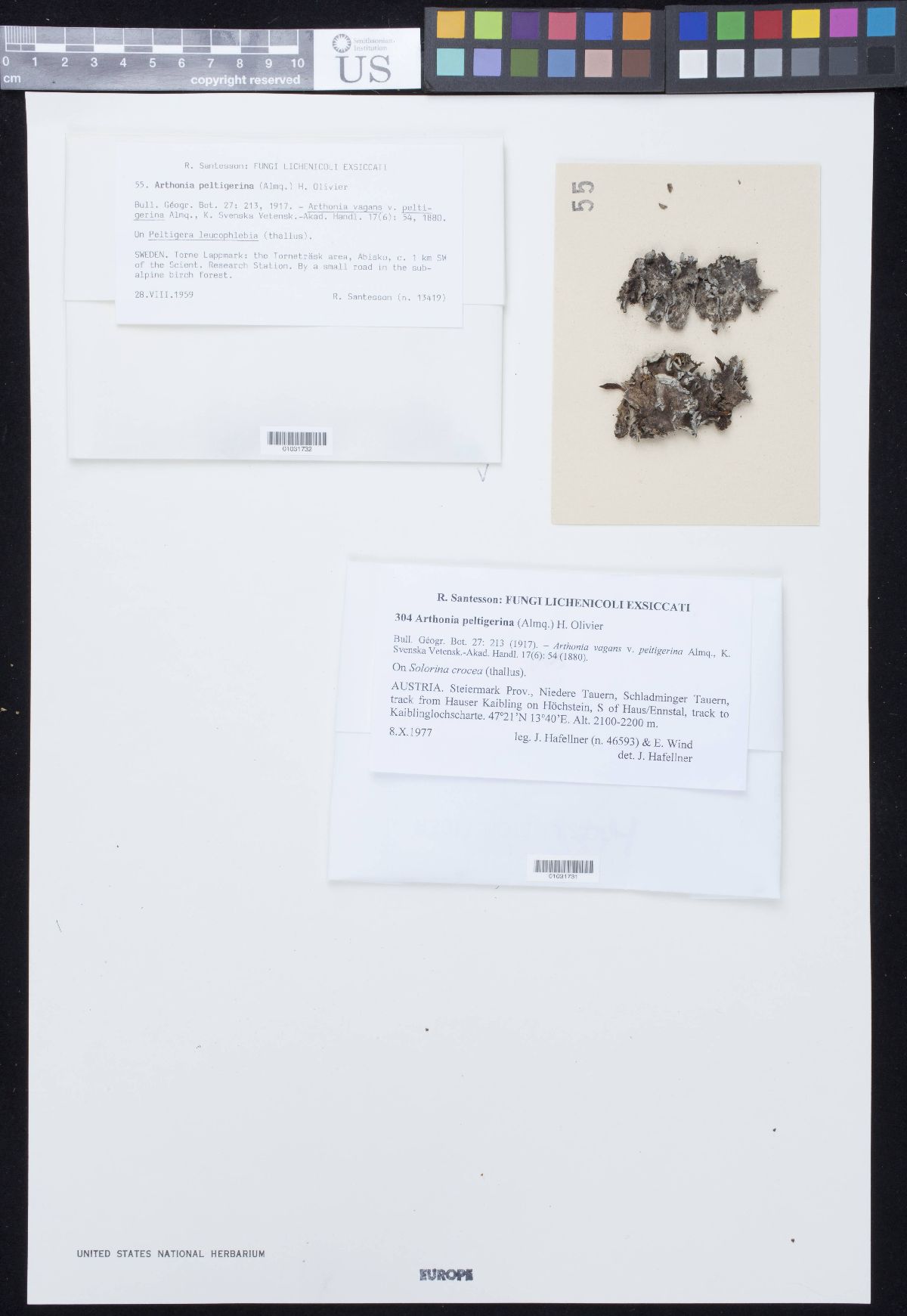 Arthonia peltigerina image