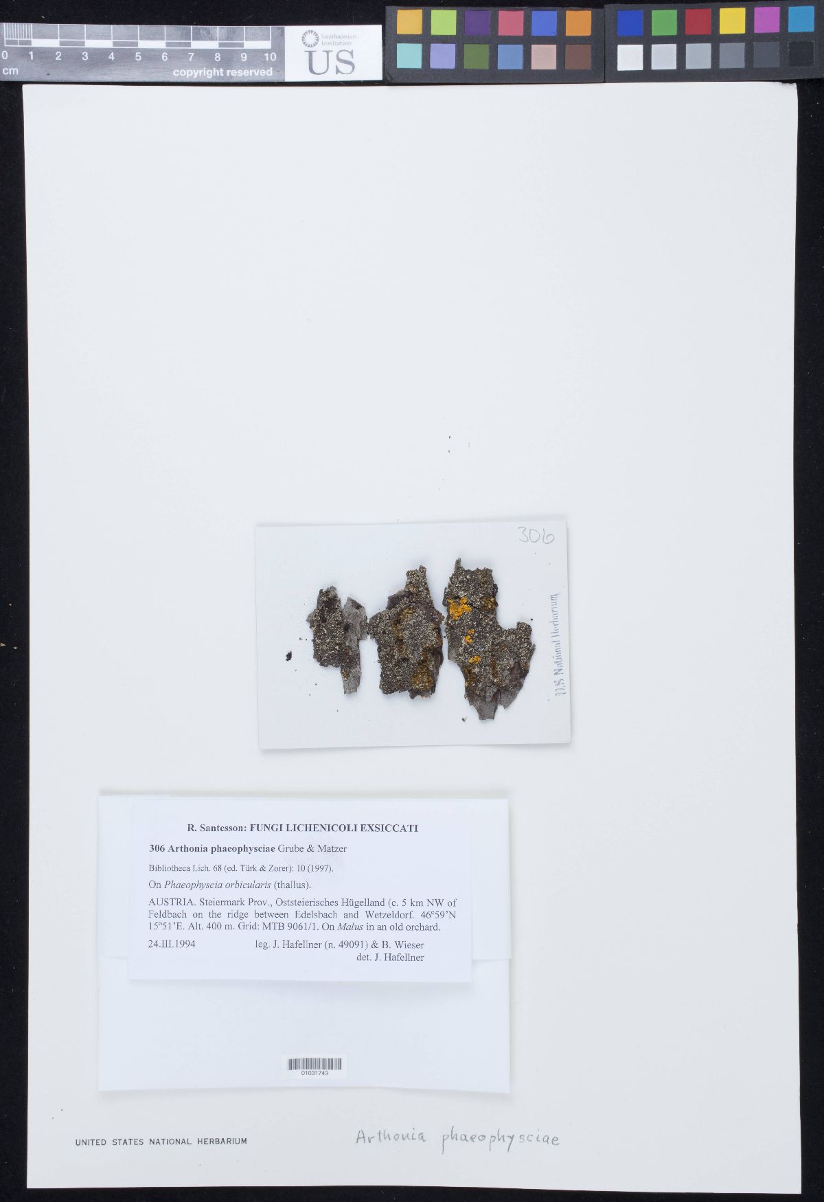 Arthonia phaeophysciae image