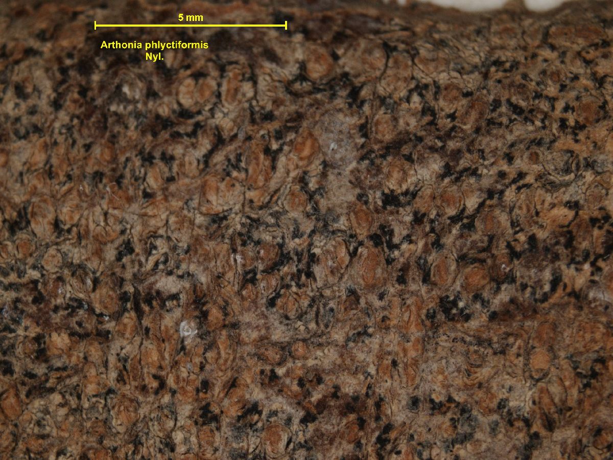 Arthonia phlyctiformis image