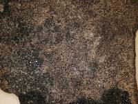 Arthonia phaeobaea image