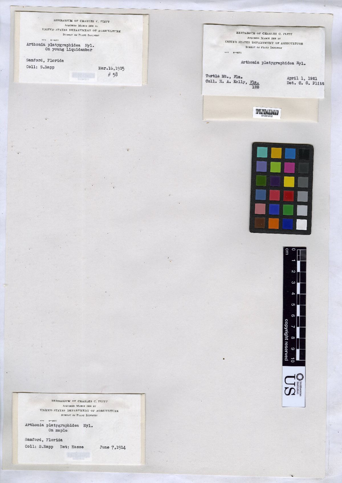 Arthonia platygraphidea image
