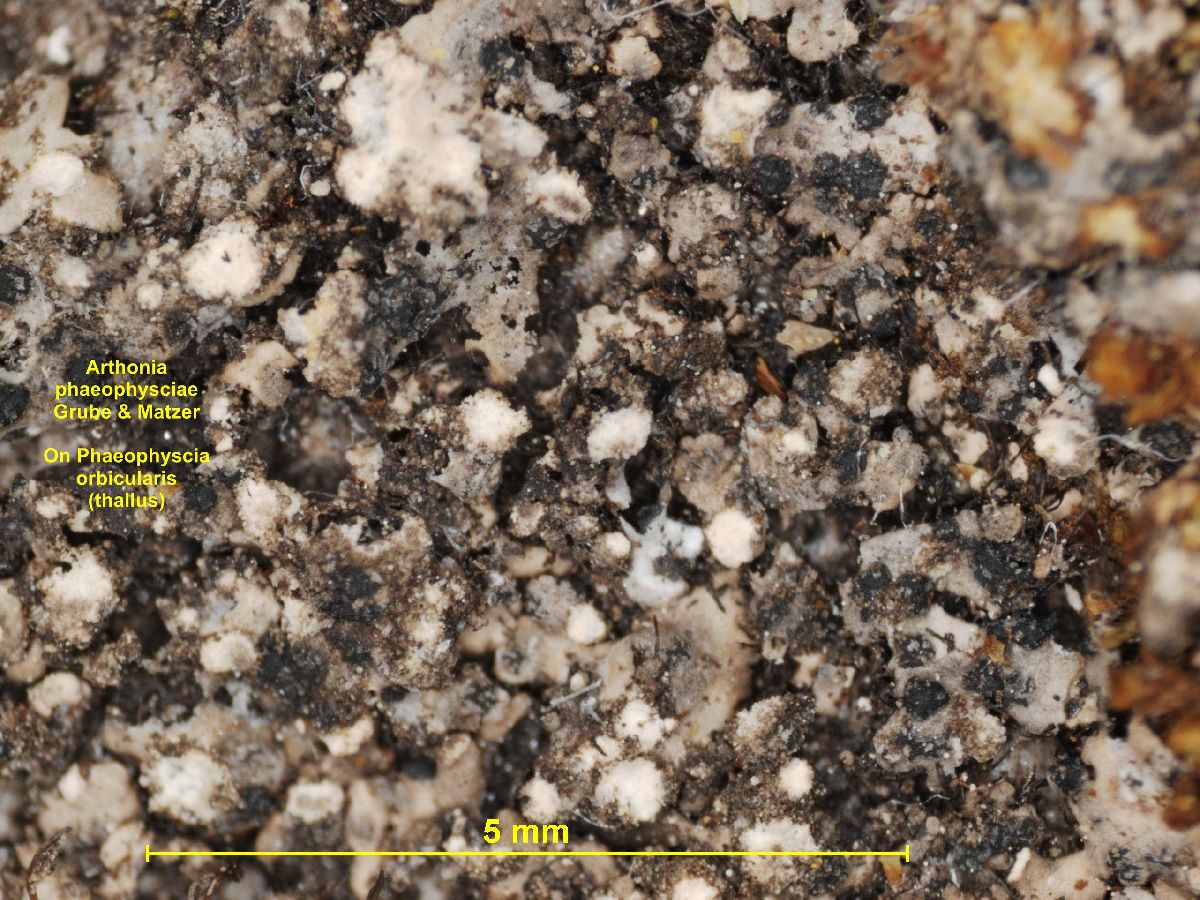 Arthonia phaeophysciae image