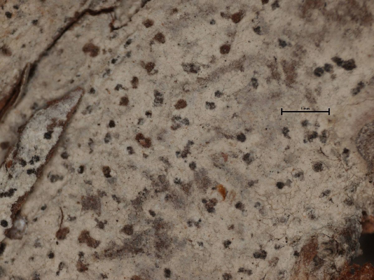 Arthonia platygraphidea image