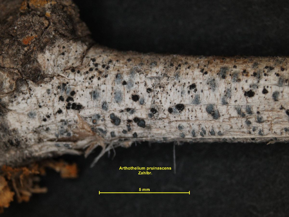 Arthonia pruinascens image