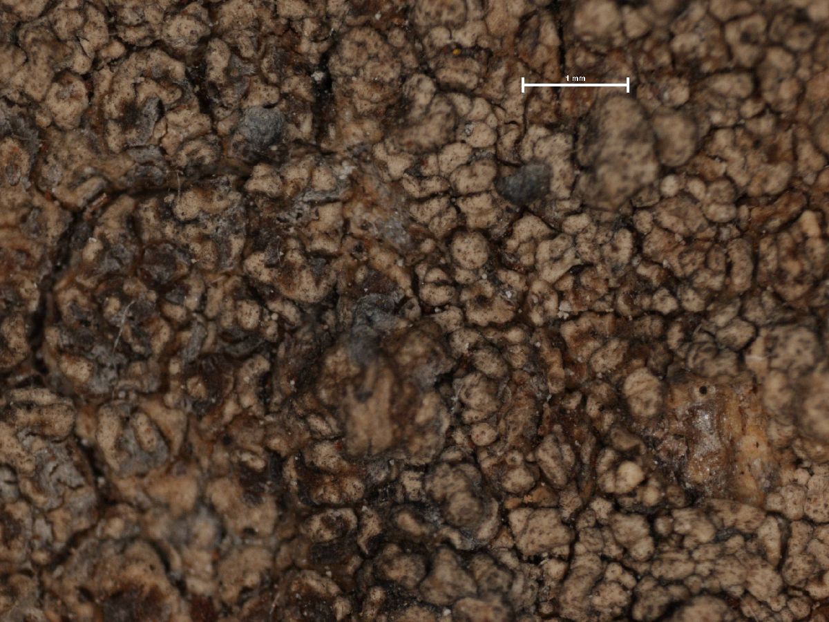 Arthonia pruinata image