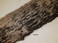 Arthonia pruinosella image