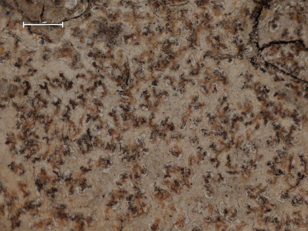 Arthonia polygramma image