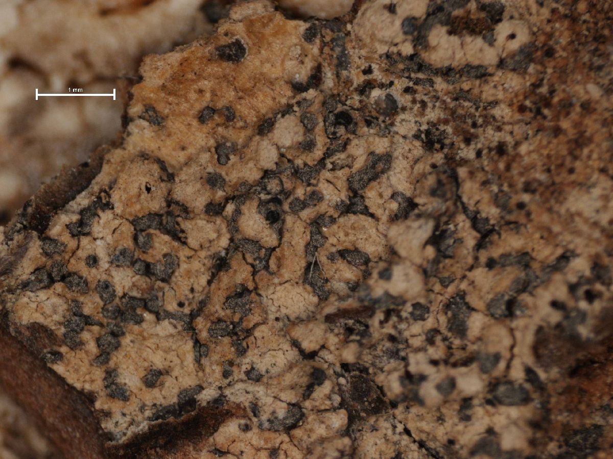 Arthonia pruinosula image