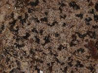Arthonia pyrrhuliza image