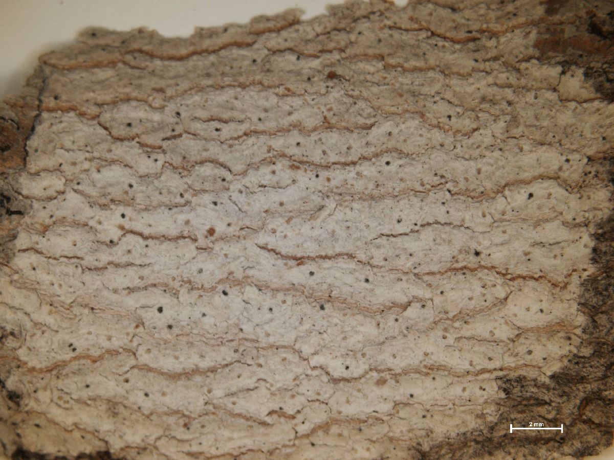 Arthonia punctiformis image