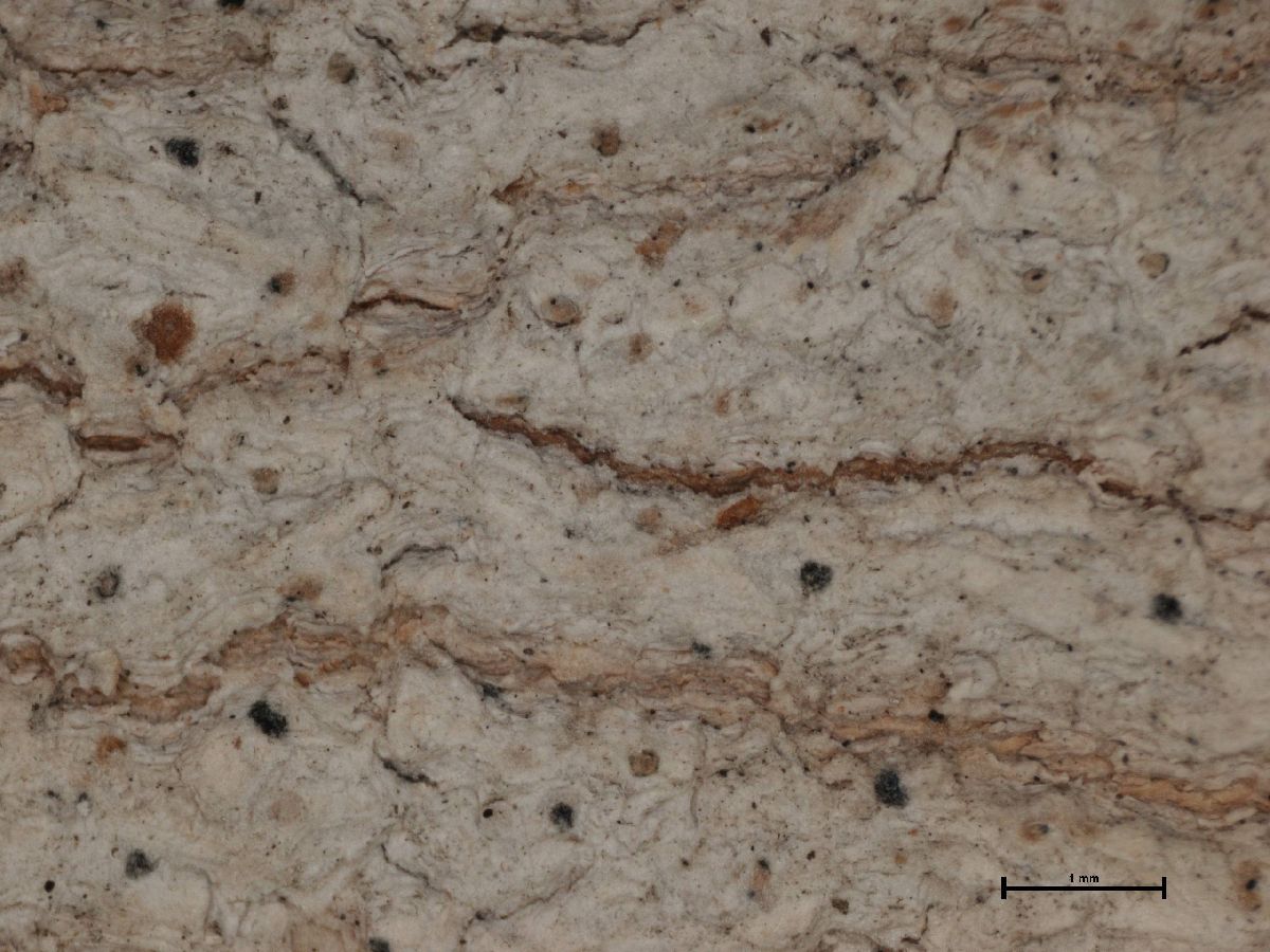 Arthonia punctiformis image
