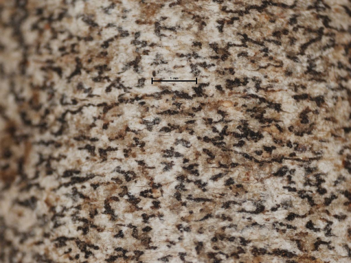 Arthonia ravenelii image