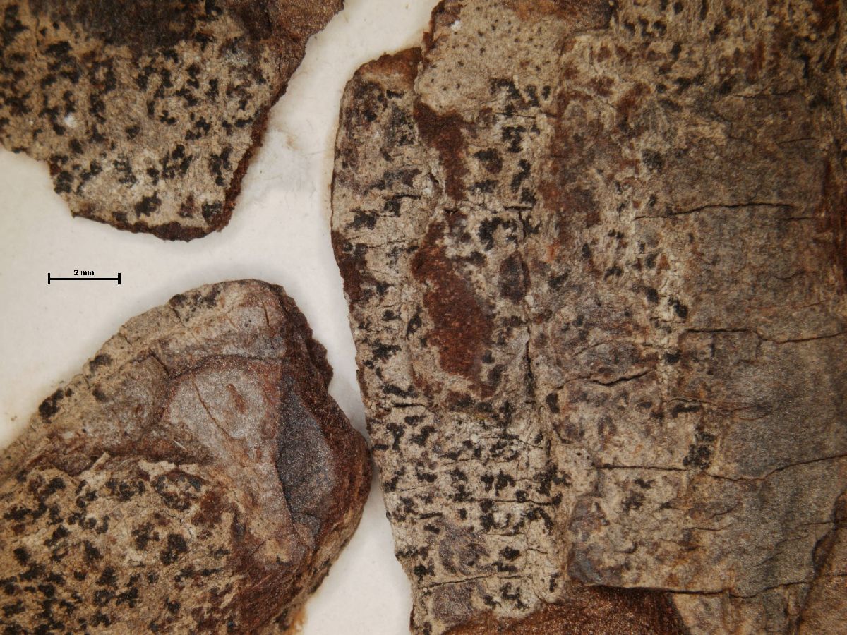 Arthonia pyrrhuliza image