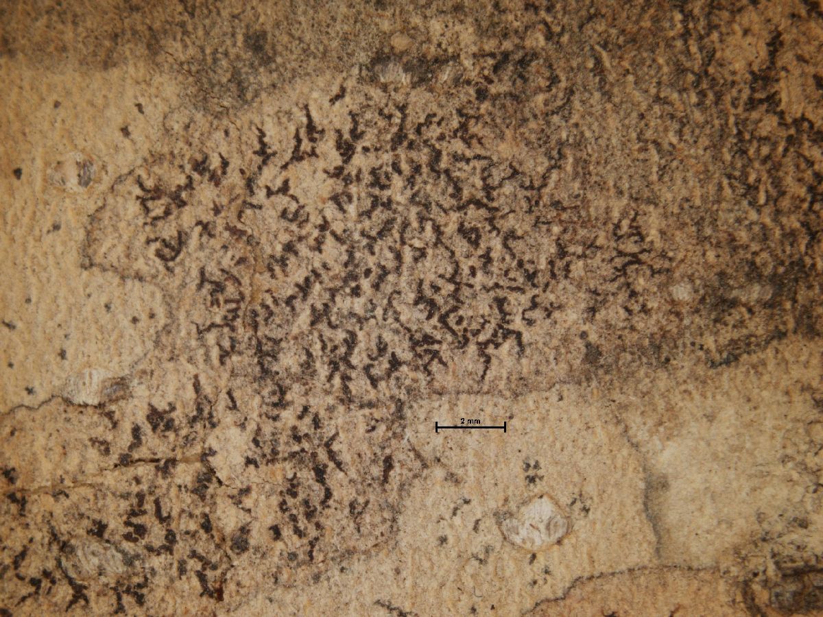 Arthonia pyrrhuliza image