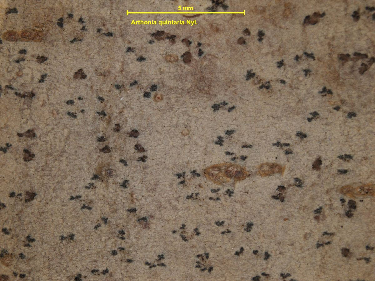 Arthonia quintaria image