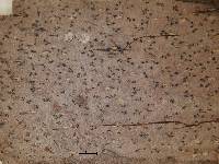 Arthonia rhoidis image