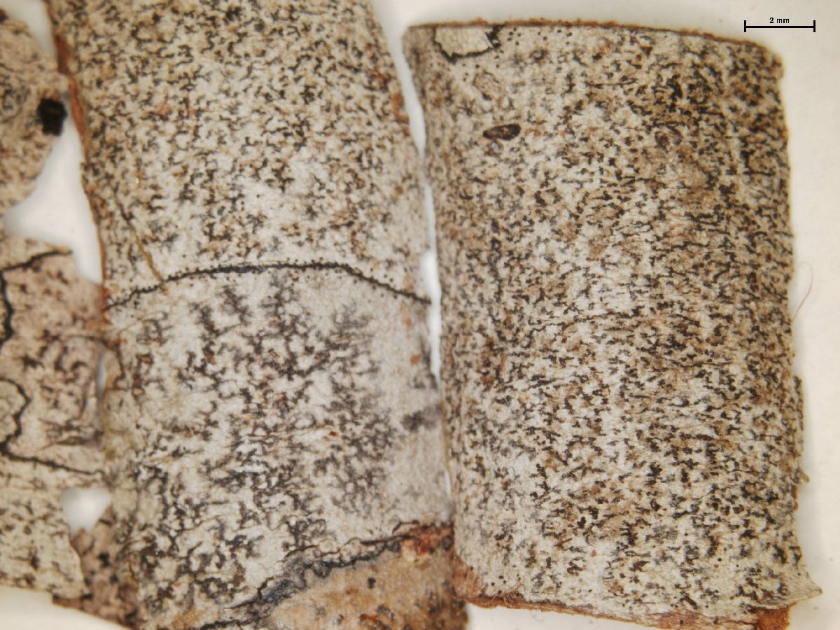 Arthonia ravenelii image