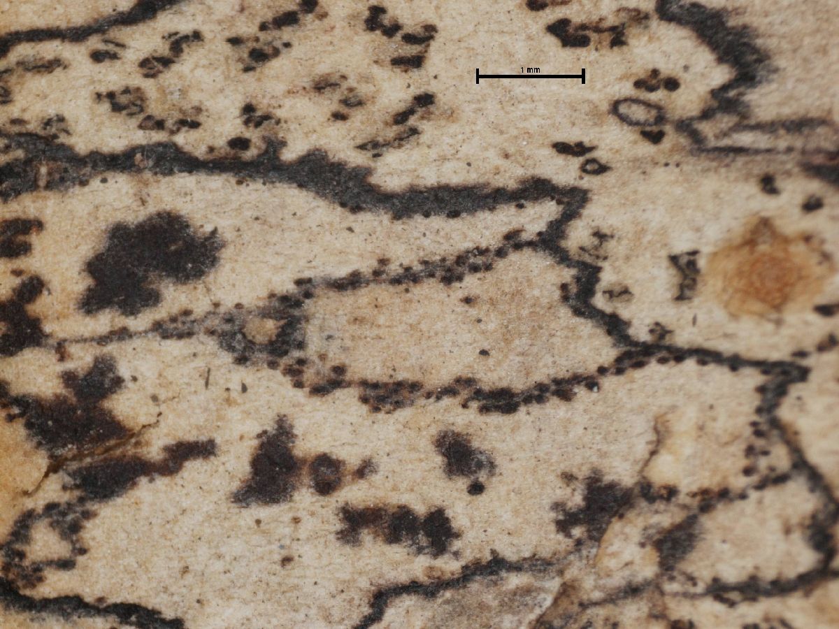 Arthonia ravenelii image