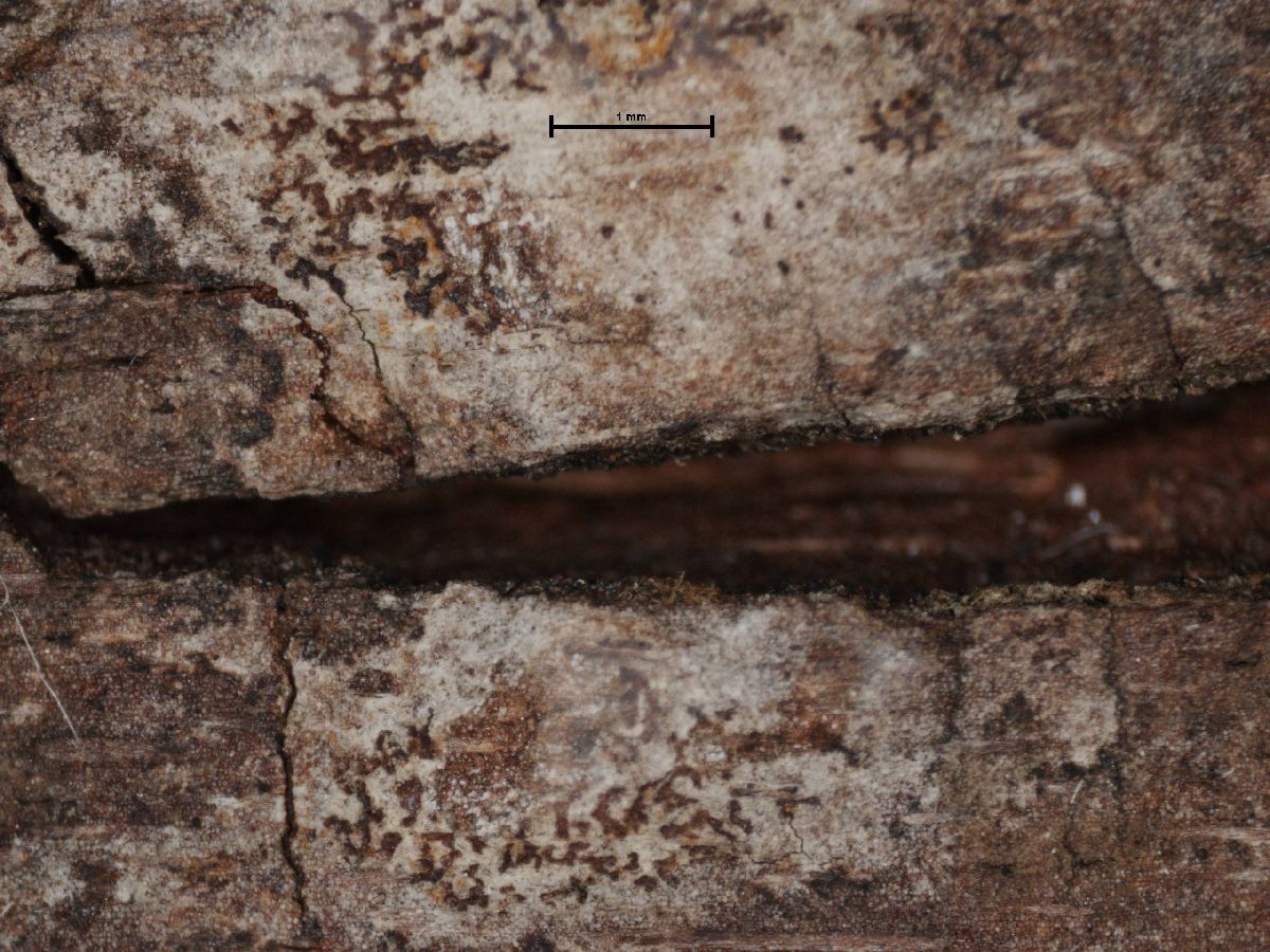 Arthonia rubiginella image