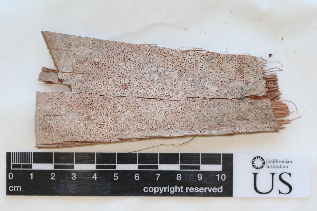 Arthonia rubrocincta image