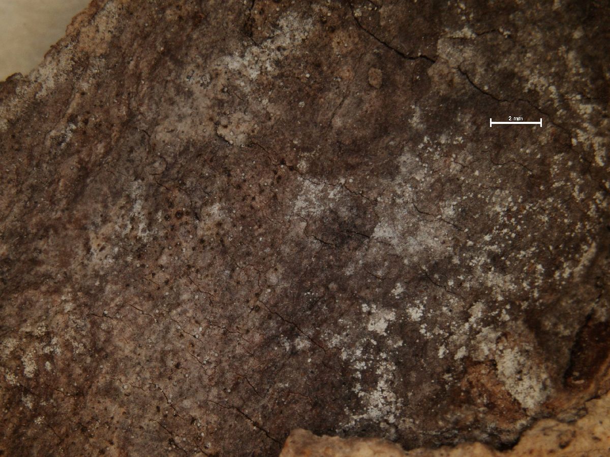 Arthonia spadicea image