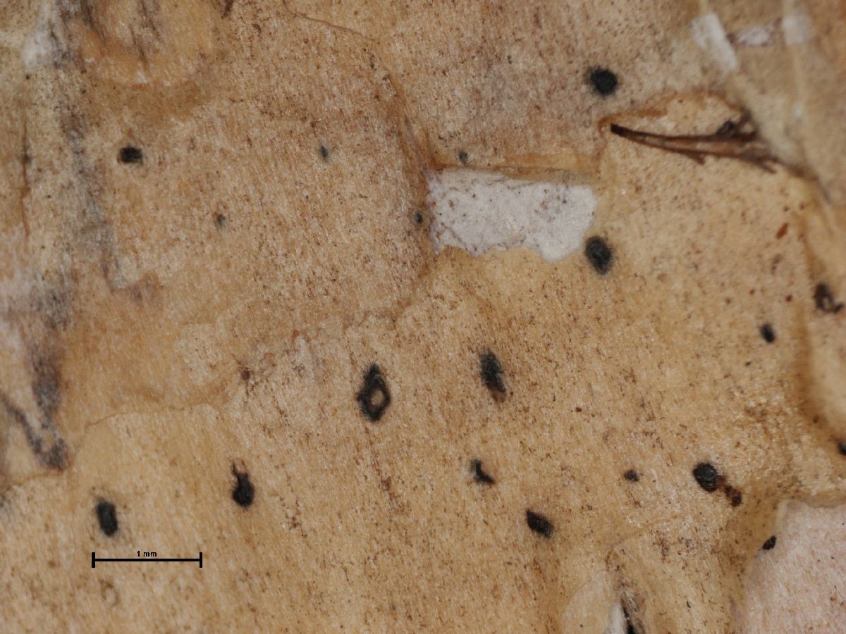Arthonia stenospora image