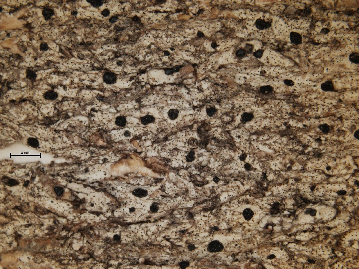 Arthonia stictica image