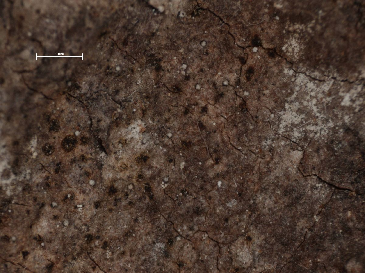 Arthonia spadicea image