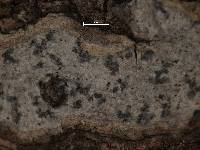 Arthonia subastroidea image